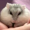 hamster_vault